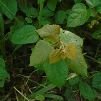 <i>Croton caudatus</i>  Geiseler